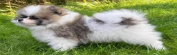 Pomeranian dogs for sale: Ready now small pomeranian puppies vaccinated in Mablethorpe - Advert 11