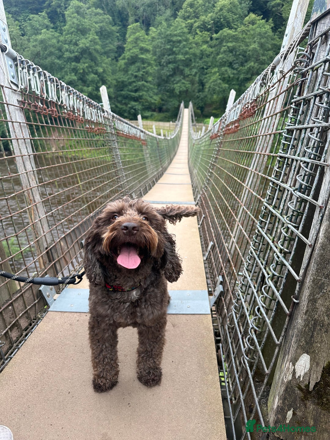 Cockapoo dogs for sale: Much Loved Cockapoo Barney - Advert 6