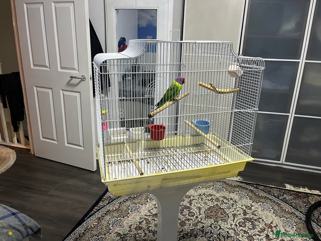 Ringnecks birds for sale: Indian Ring neck  - Advert 5