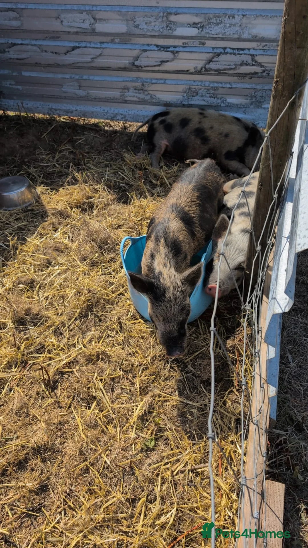 Pig livestock for sale: Kune kune cross boys  in Frinton-on-Sea - Advert 3
