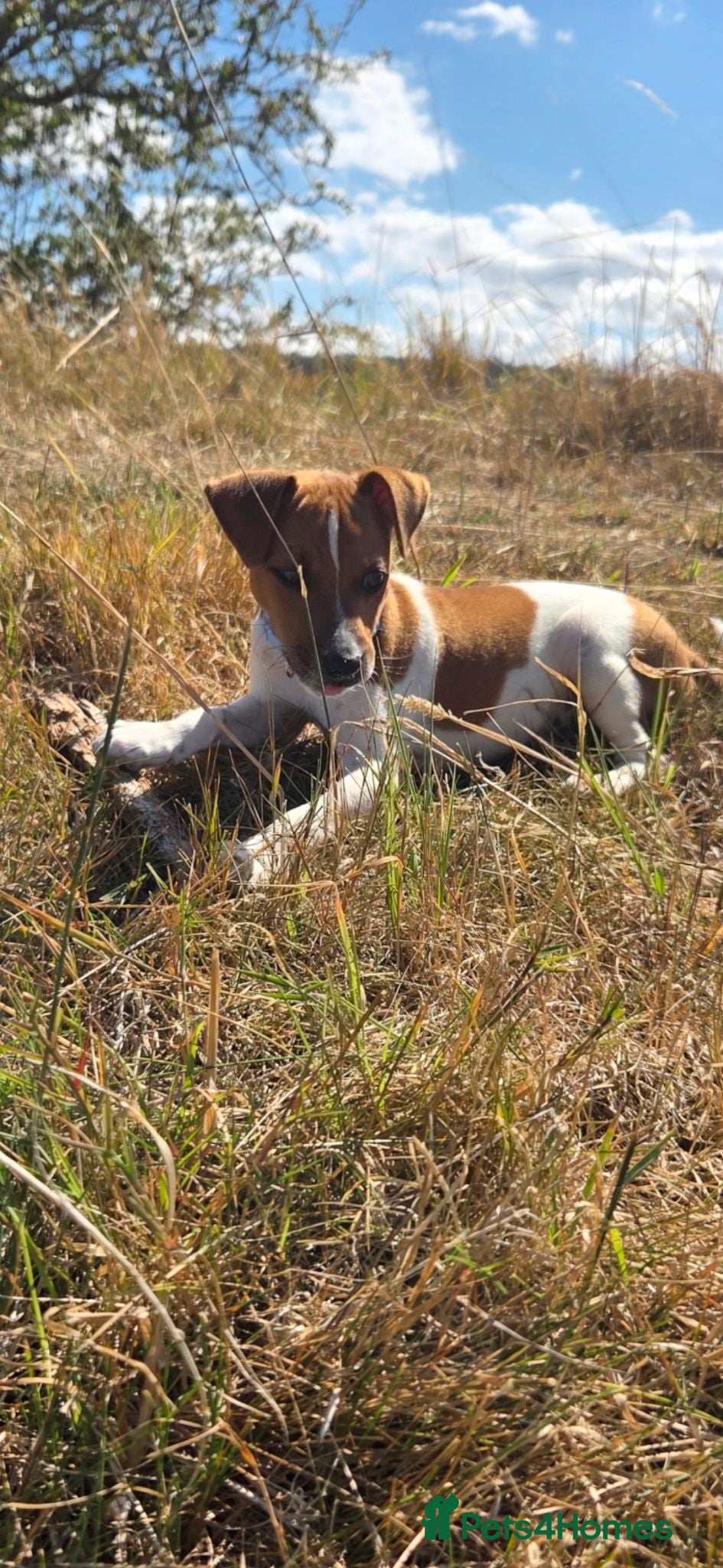 Mixed Breed dogs Male jack Russell  - Advert 1
