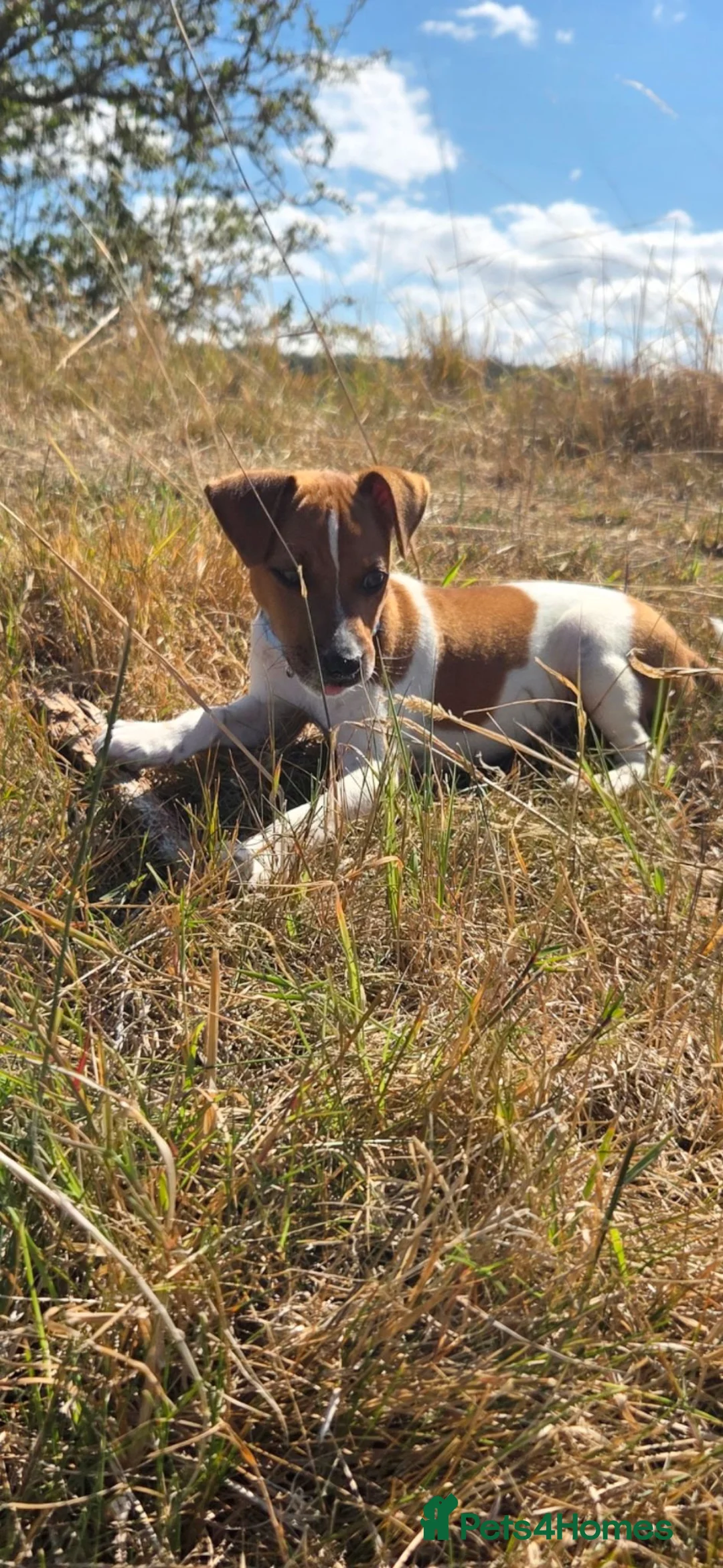 Mixed Breed dogs for sale: Male jack Russell  in Holywell - Advert 1