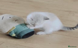 Mixed Breed cats for sale: 4 beautiful boys looking for their forever homes - Image 8