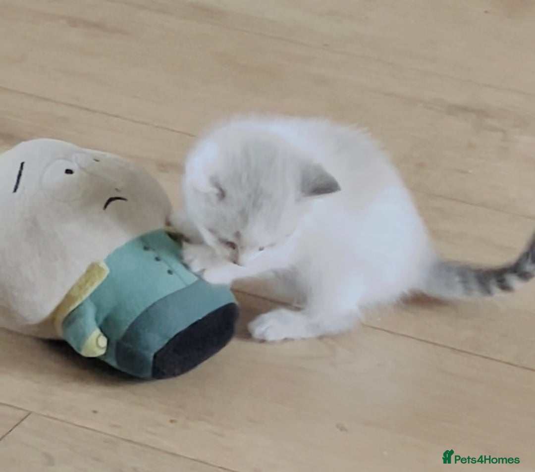 Mixed Breed cats for sale: 4 beautiful boys looking for their forever homes - Image 8