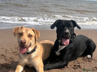 Mixed Breed dogs - Advert 24