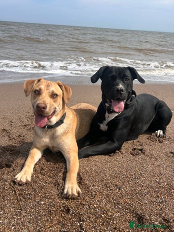 Mixed Breed dogs - Advert 17