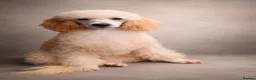 Toy Poodle dogs for stud: Proven, pra clear, kc reg Merle toy poodle  - Advert 2
