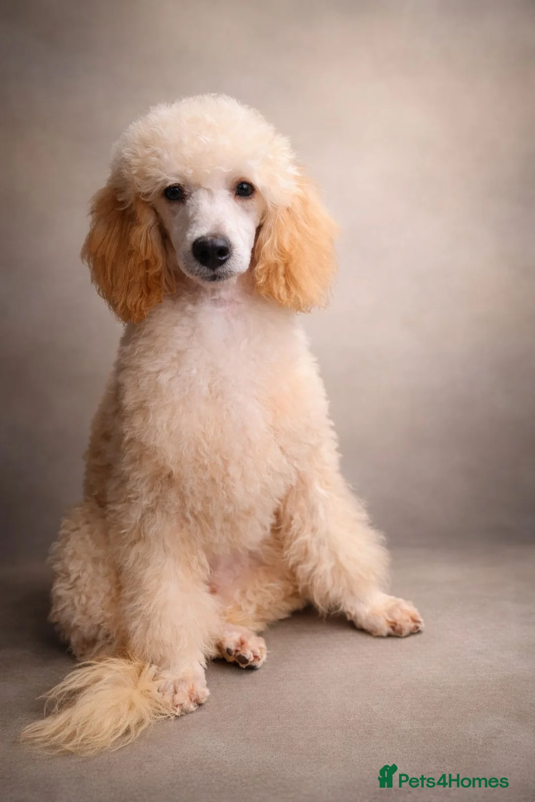 Toy Poodle dogs for stud: Proven, pra clear, kc reg Merle toy poodle  - Advert 2