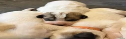 Pyrenean Mountain Dog dogs for sale: Strong in Spirit, Beautiful by Nature in Ashford - Advert 3