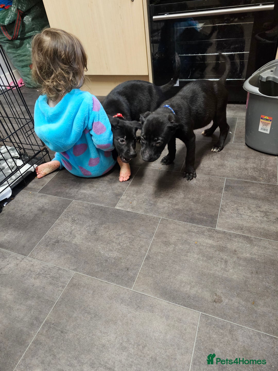 Mixed Breed dogs for sale: 3 female puppies - Advert 9