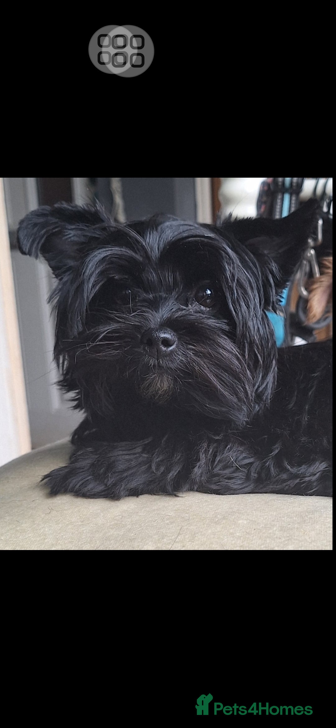 Mixed Breed dogs for sale: Biewer ( yorkshire terrier ) x chorkie puppies - Image 6