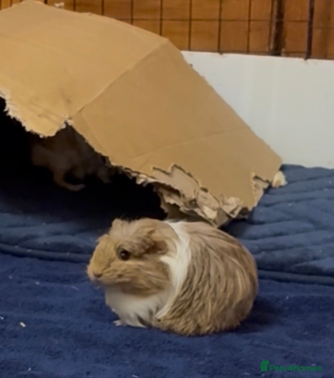 Guinea Pig rodents for sale: 2 Beautiful long haired girls  - Advert 16