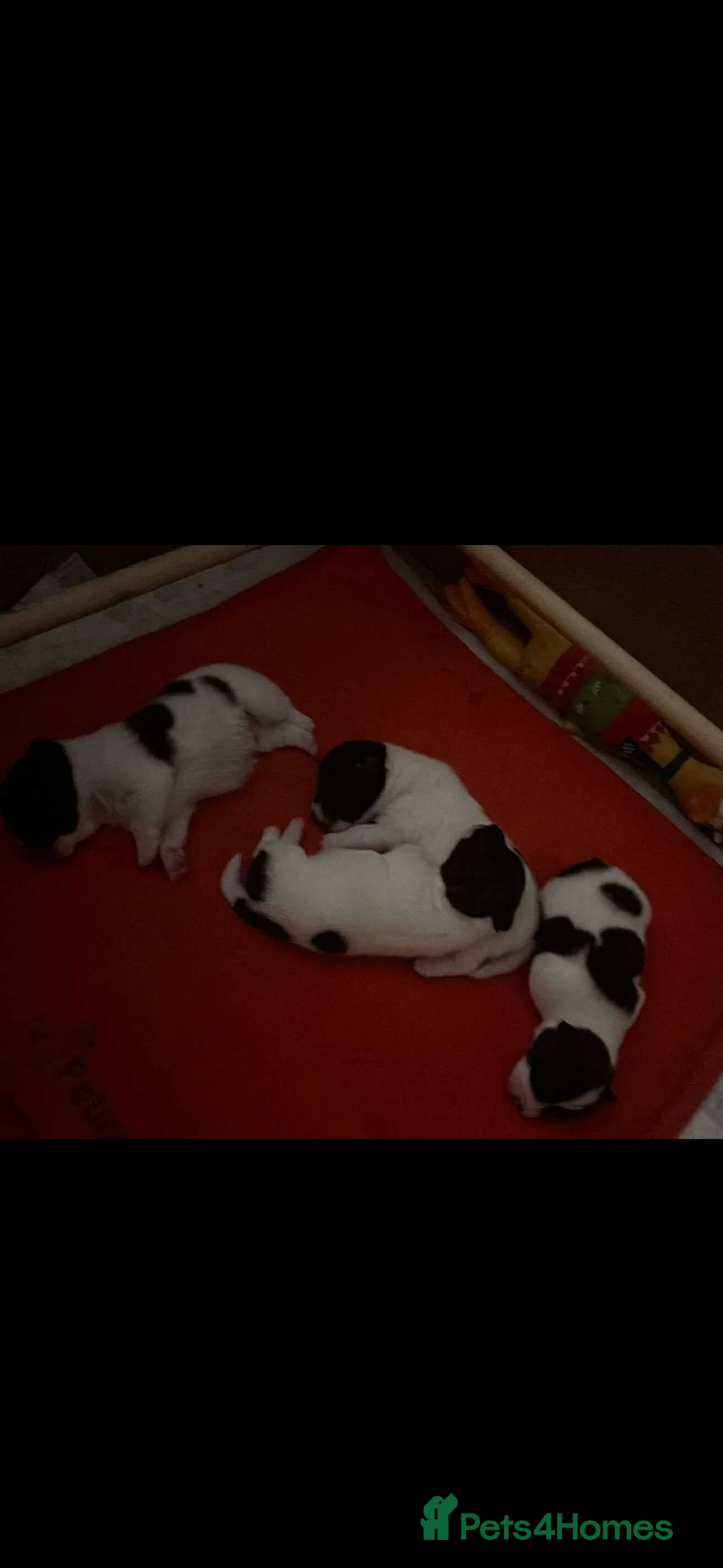 Jack Russell dogs for sale: Beautiful short legged Jack Russell puppy’s  in Doncaster - Advert 1