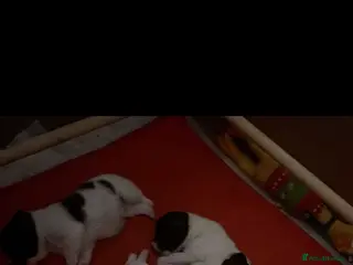 Jack Russell dogs Beautiful short legged Jack Russell puppy’s - Advert 1
