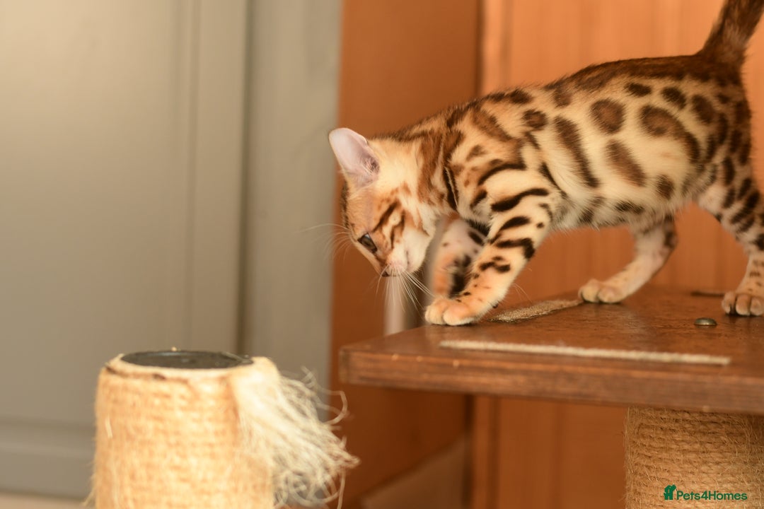 Bengal cats for sale: Show quality Bengal kittens available  - Image 19