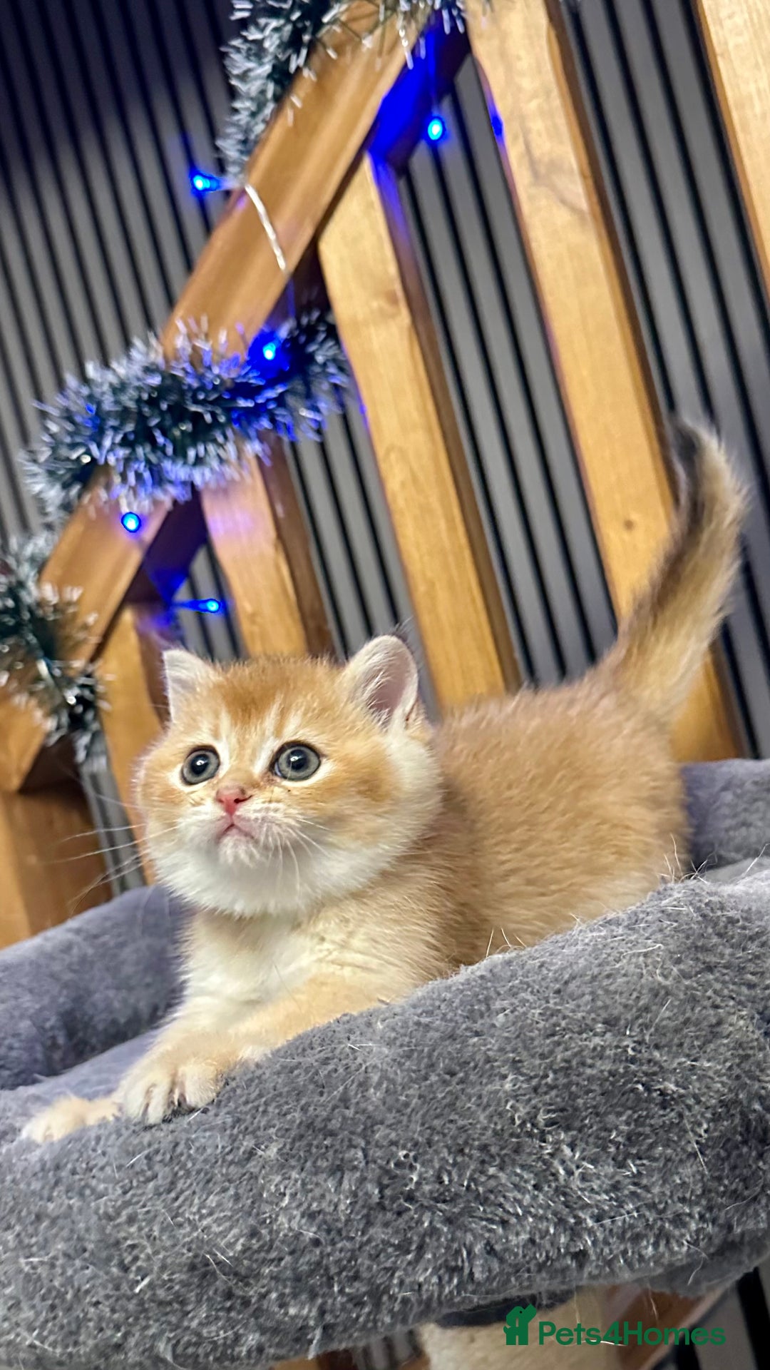 British Shorthair cats for sale: Fully pedigree kittens - Advert 20