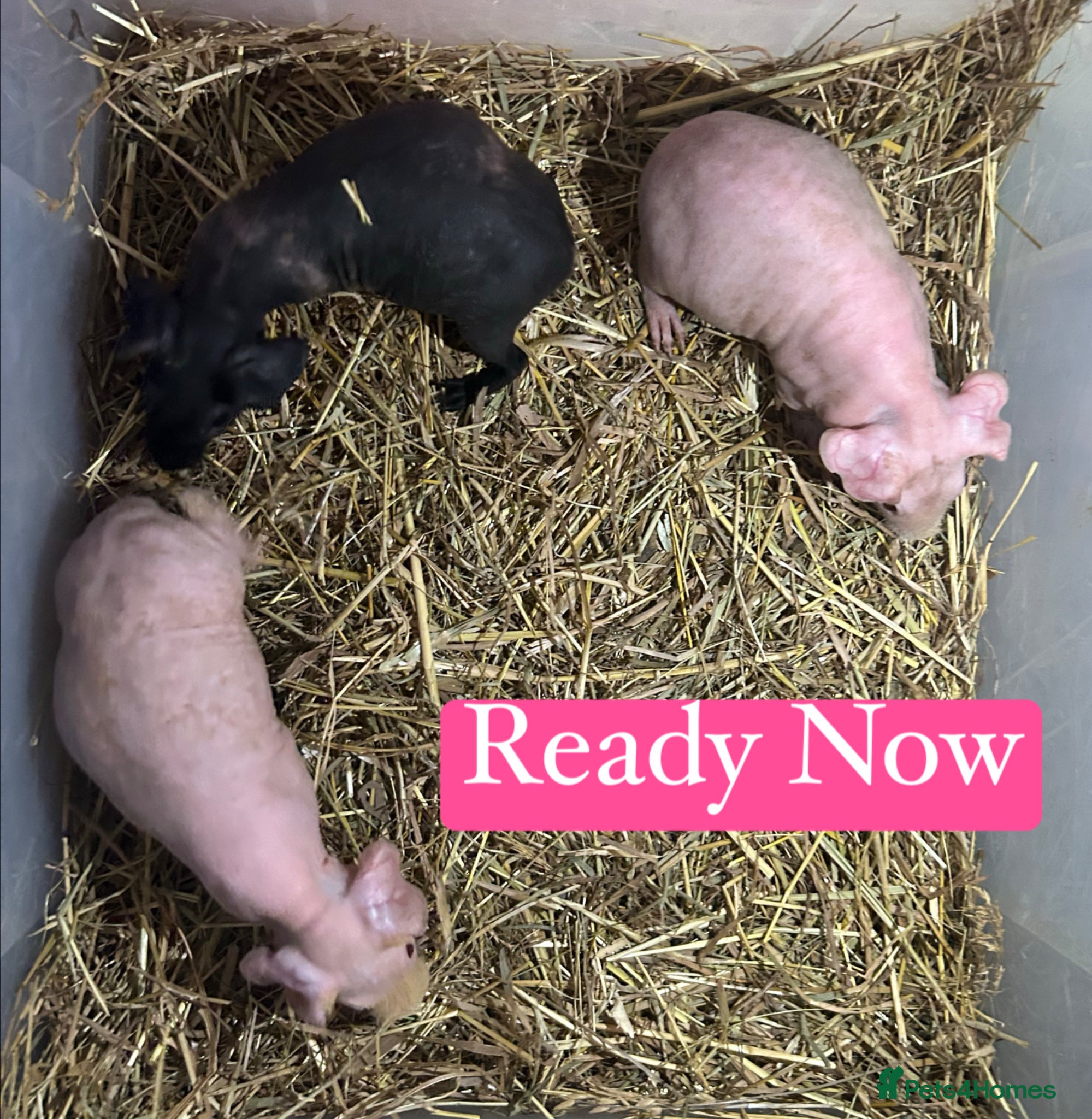 Guinea Pig rodents Skinny Pig Sows  - Advert 5