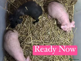 Guinea Pig rodents Skinny Pig Sows - Advert 5