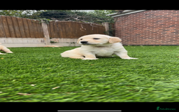 Golden Retriever dogs for sale: Gorgeous Golden Retriever Puppies - Image 19