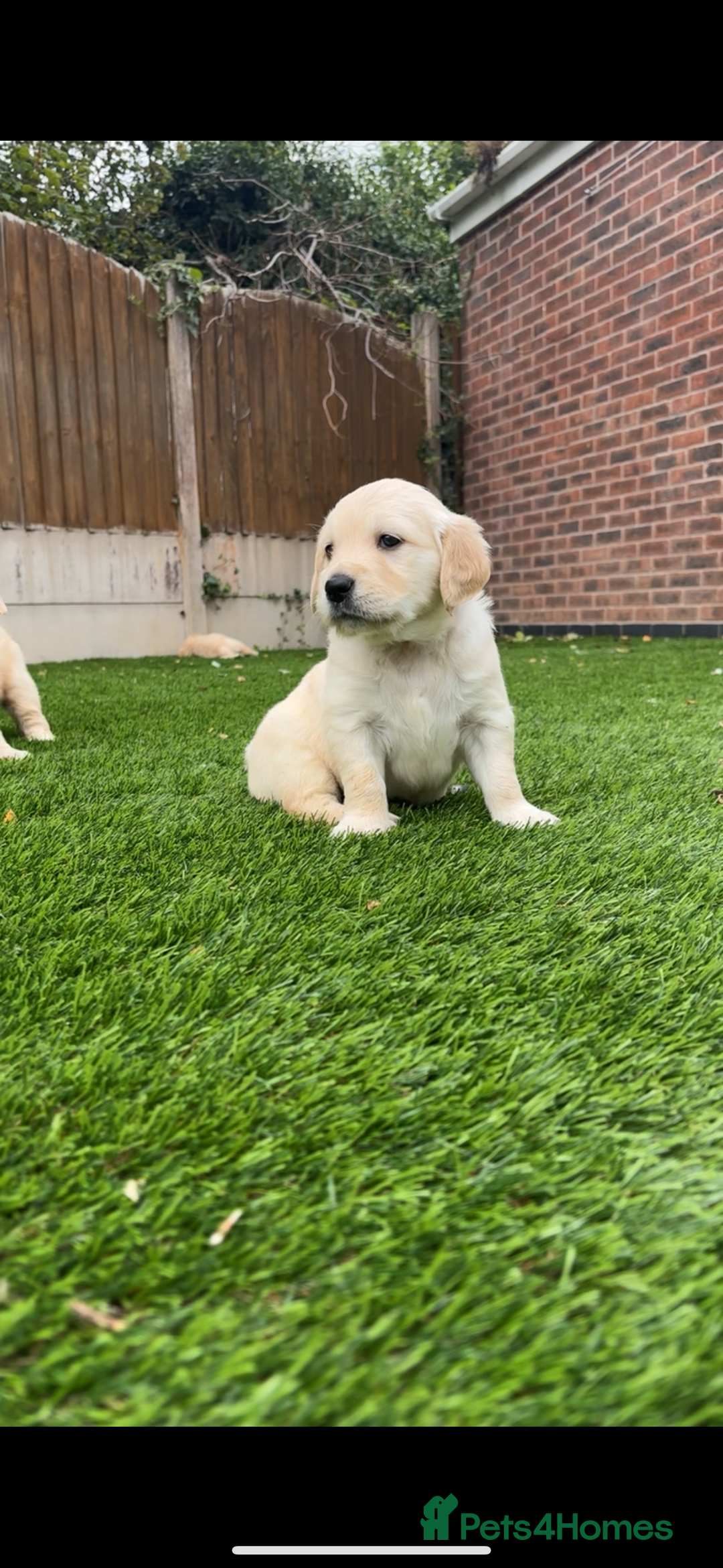 Golden Retriever dogs for sale: Gorgeous Golden Retriever Puppies - Image 19