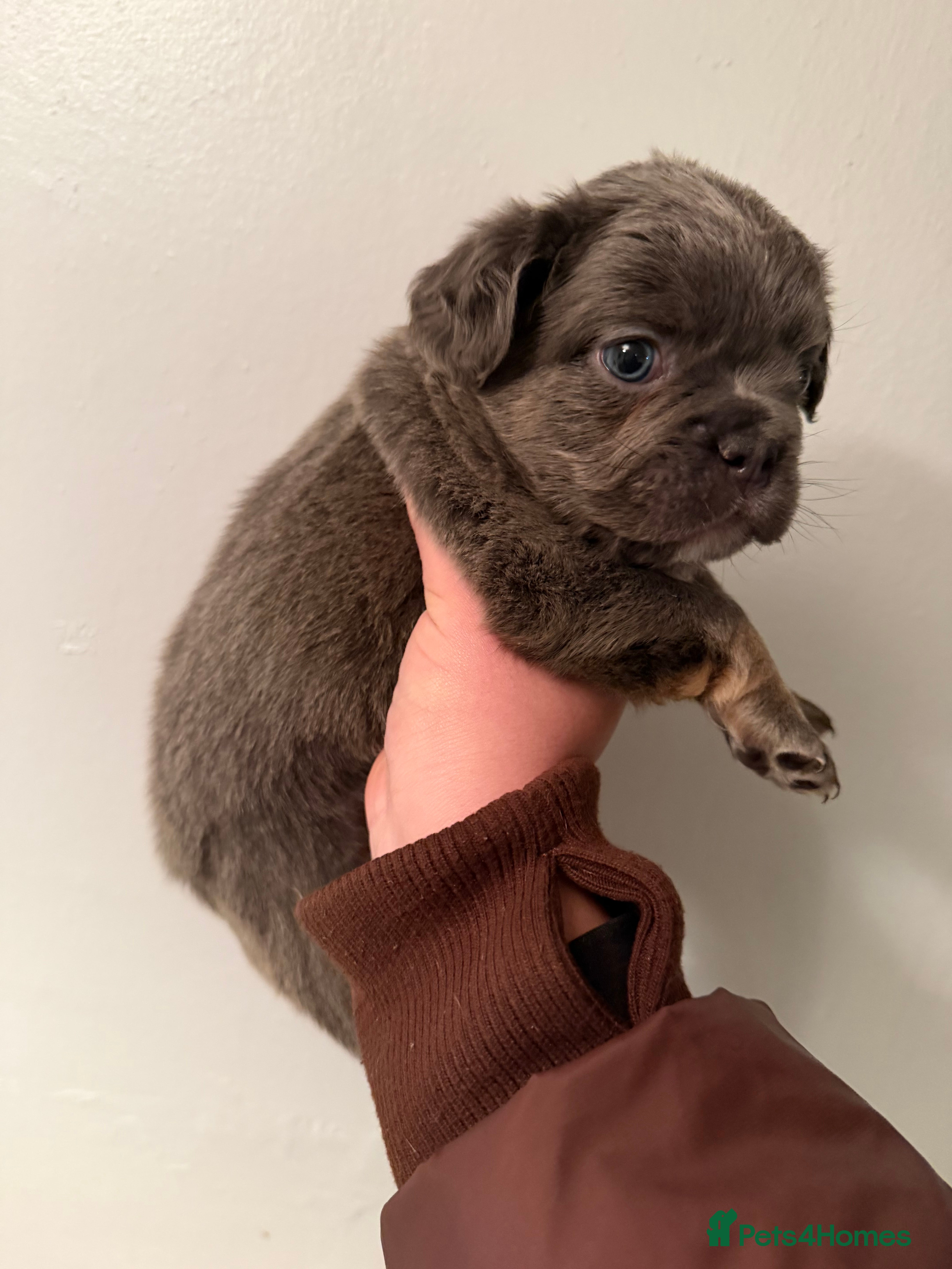 French Bulldog dogs BEAUTIFUL FLUFFY FRENCHIES💜 - Advert 12