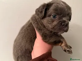 French Bulldog dogs BEAUTIFUL FLUFFY FRENCHIES💜 - Advert 12