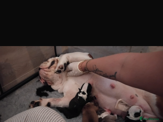 English Bulldog dogs - Advert 13
