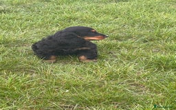 Cocker Spaniel dogs for sale: Sadly back available stunning show boy - Image 14