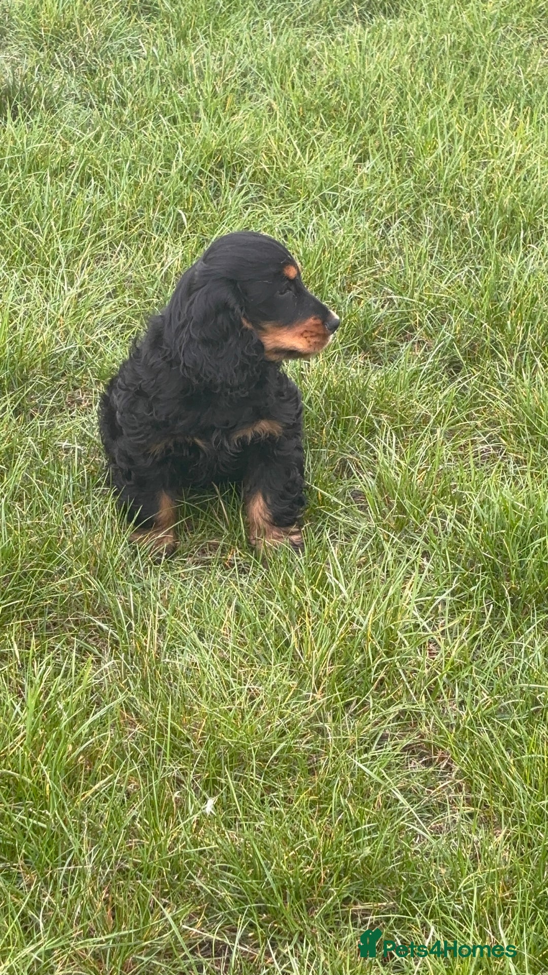 Cocker Spaniel dogs for sale: Sadly back available stunning show boy - Image 14
