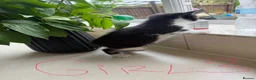 Mixed Breed cats for sale: Four kittens - Advert 4