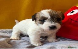 Jack Russell dogs for stud: Super KC Reg Health Tested Jack Russell  - Image 7