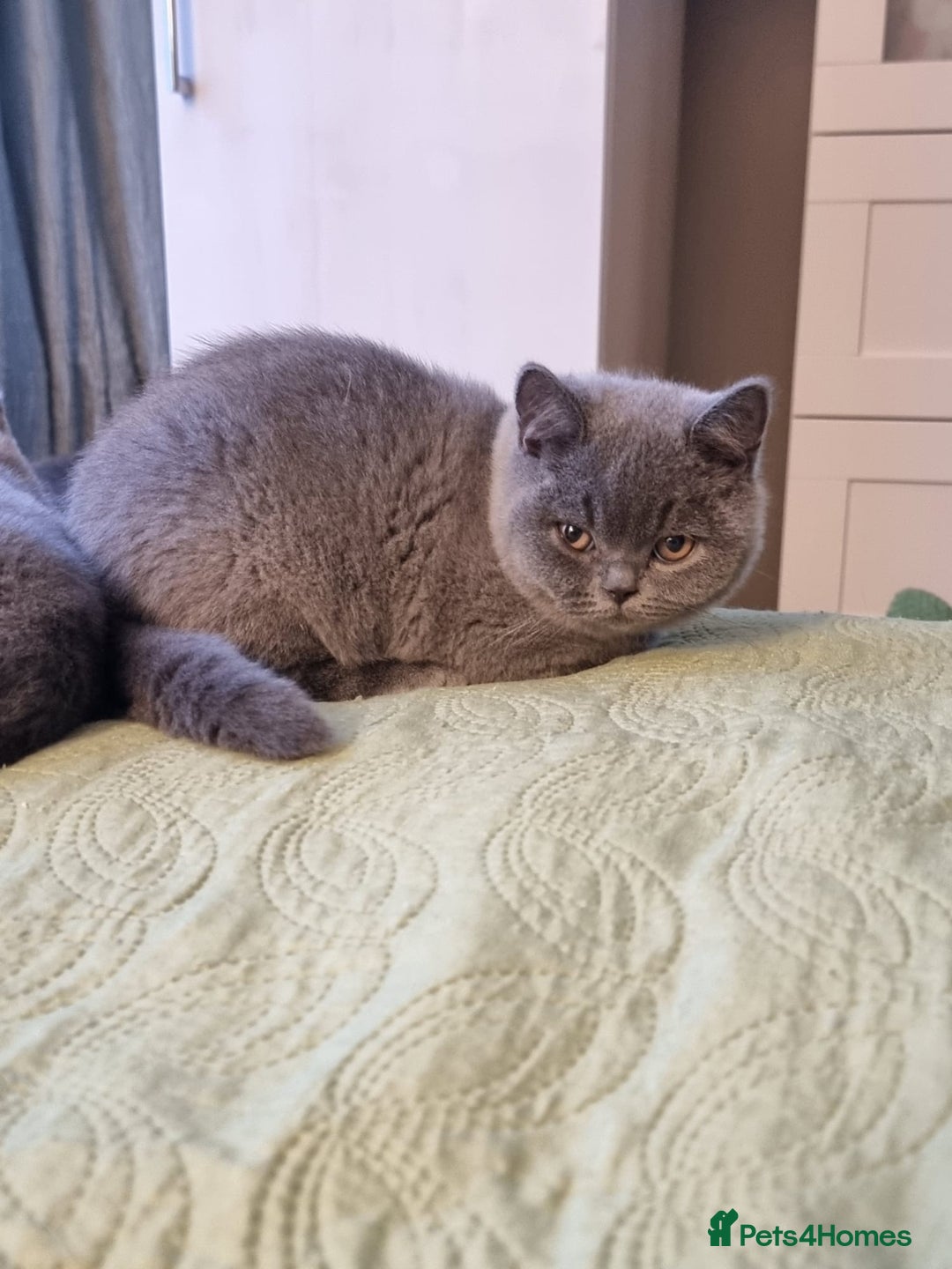 British Shorthair cats for sale: LAST Blue Female BSH Ready To Go Now GCCF Pedigree - Advert 17