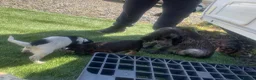 Cocker Spaniel dogs for sale: Cocker spaniel puppy’s - Advert 6