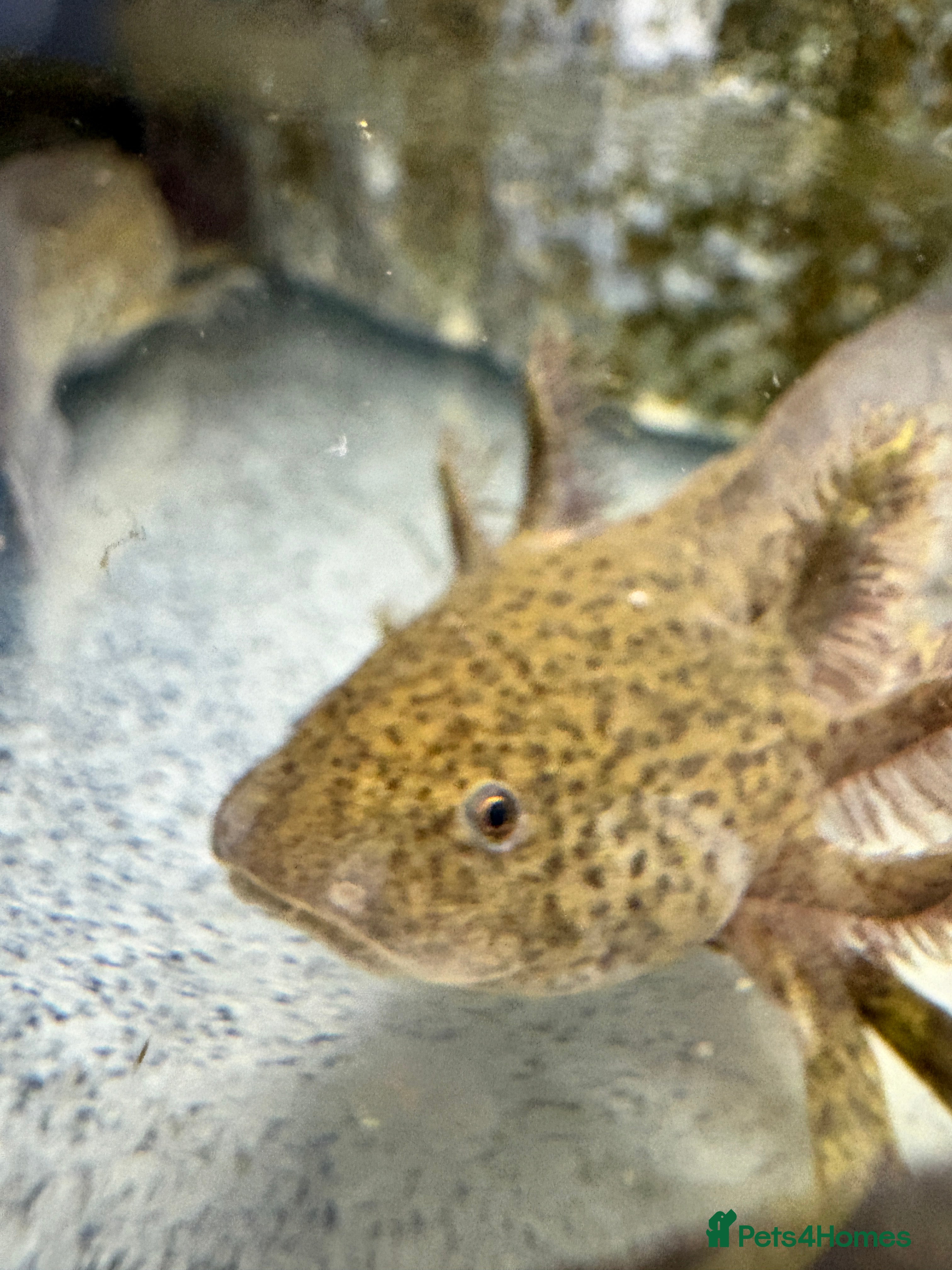 Axolotl reptiles Adorable Axolotls  - Advert 4