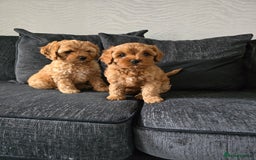 Maltipoo dogs for sale: Maltipoo pups - Image 7