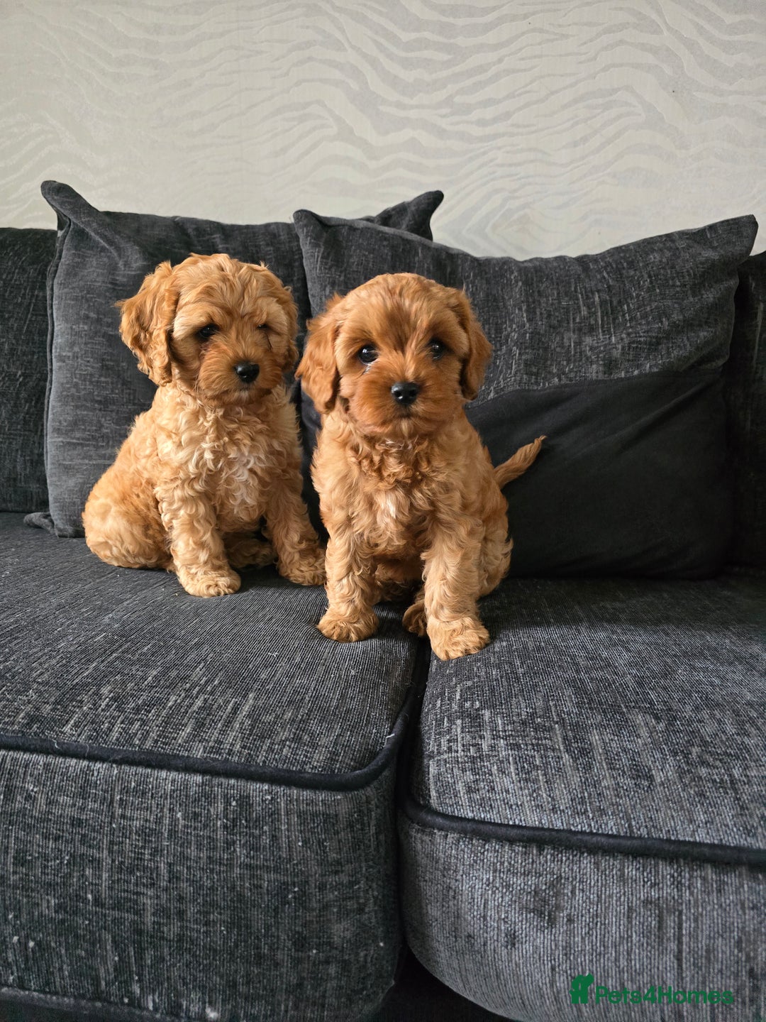 Maltipoo dogs for sale: Maltipoo pups - Image 7