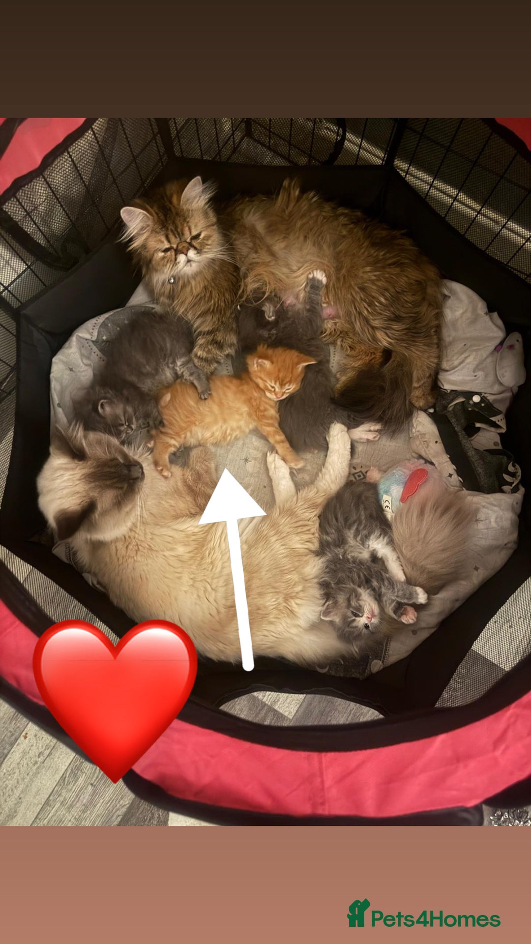 Persian cats for sale: Gorgeous Persian/Ragdoll Kittens 2Males &2Females  - Advert 2