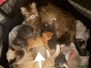 Persian cats Gorgeous Persian/Ragdoll Kittens 2Males &2Females - Advert 1