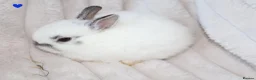 Netherland Dwarf rabbits for sale: 🐰 Netherland Dwarf Rabbits for Sale 🐰 in Southall - Advert 6