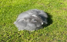 Mini Lop rabbits for sale: Mini lops , LionHead. READY NOW! 13th  - Image 3