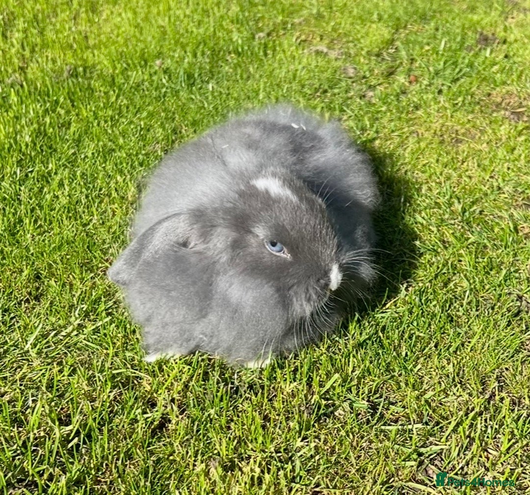 Mini Lop rabbits for sale: Mini lops , LionHead. READY NOW! 13th  - Image 3