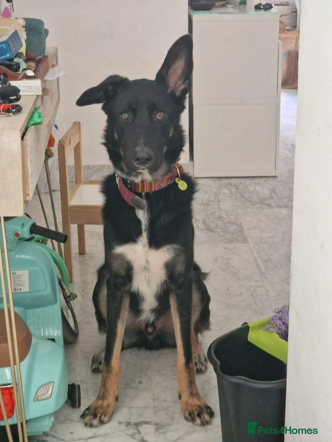 Mixed Breed dogs for adoption: 🐶 Bingo the perfect family companion ❤️  - Advert 1