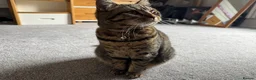 Mixed Breed cats for sale: 2 tabby kittens for sale in Addlestone - Advert 1