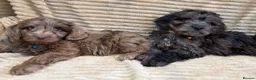 Cockapoo dogs for sale: Beautiful Cockapoo Puppies  - Advert 7