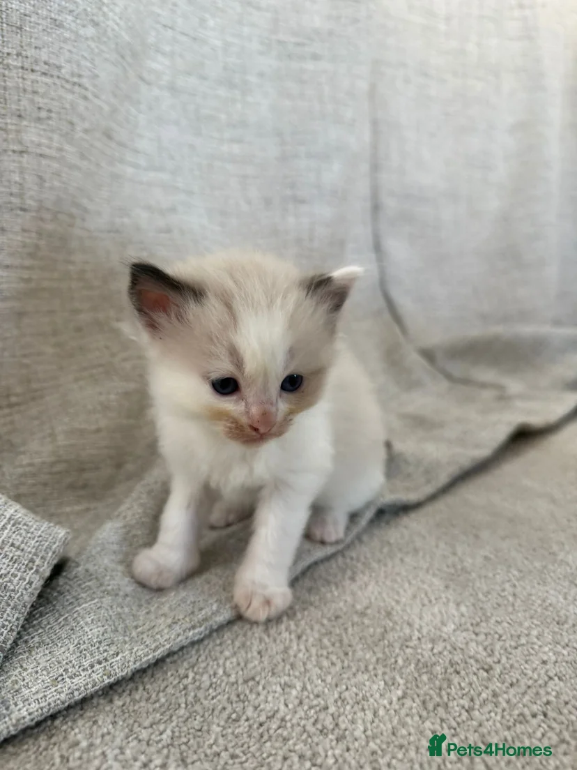 Ragdoll Kittens for sale in Warwick | Pets4Homes