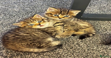 Mixed Breed cats - Advert 9
