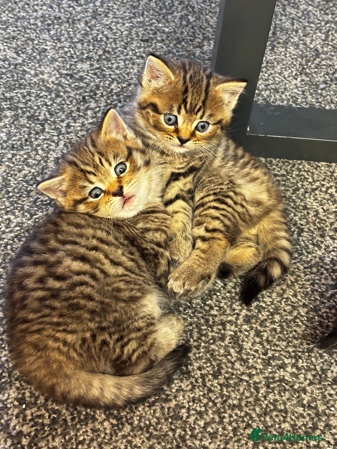 Mixed Breed cats for sale: Boy ( mom Scotish straight, dad mix )  - Image 2
