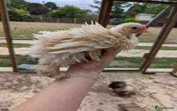 Chickens poultry for sale: FREE - Pure colour pekin bantam cockerels - Image 5