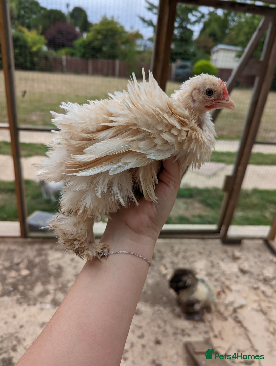 Chickens poultry for sale: FREE - Pure colour pekin bantam cockerels - Image 5