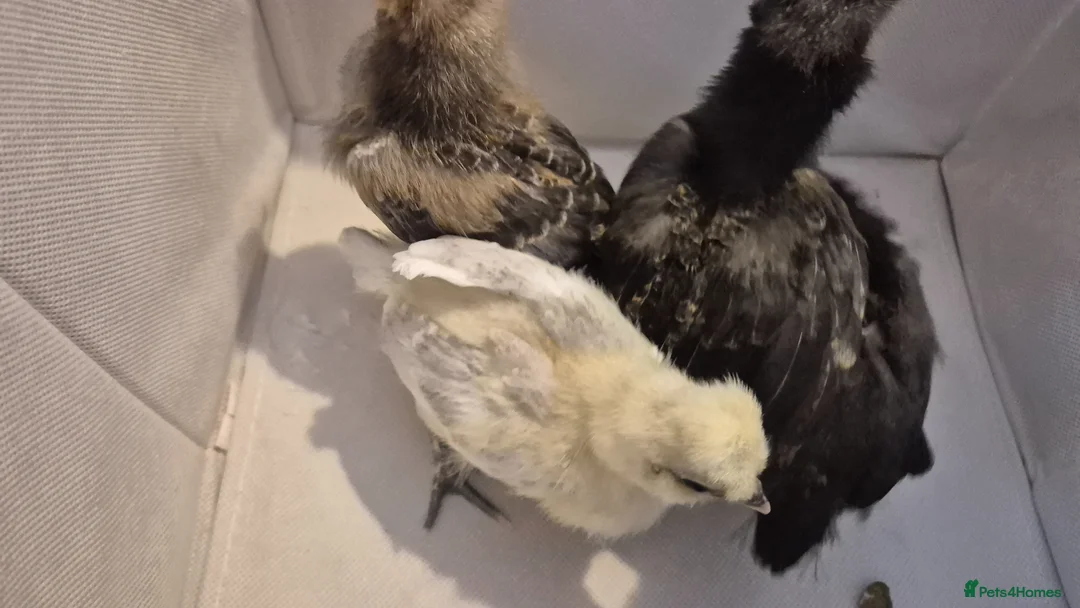 Chickens poultry for sale: 4 chicks available. 2 polskie, 2 polish  - Advert 2